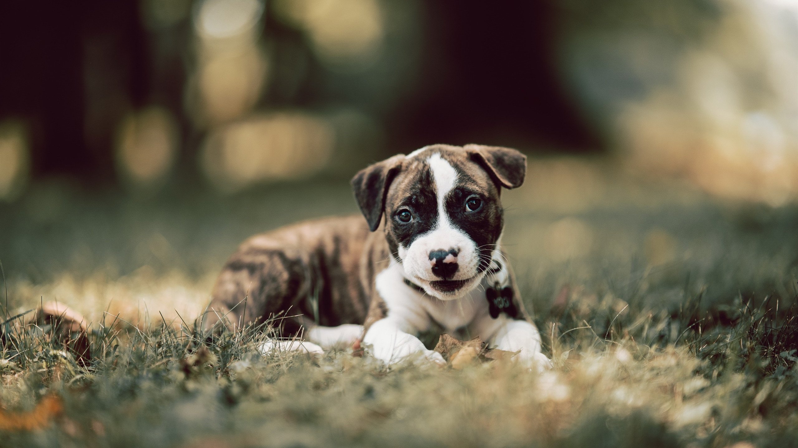当日耳曼战车撞上太极虎,横扫与火热的双重视角