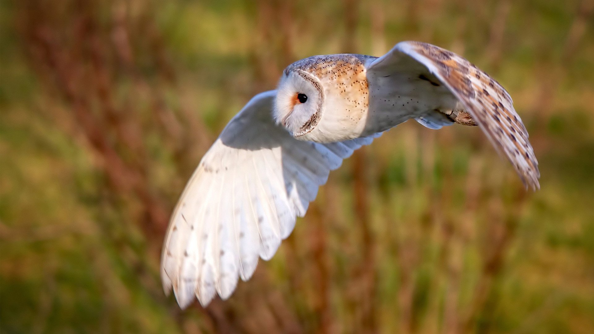 从澳网的灰烬到蒙特卡洛的红土,兹维列夫的逆转如何重写比赛密码?