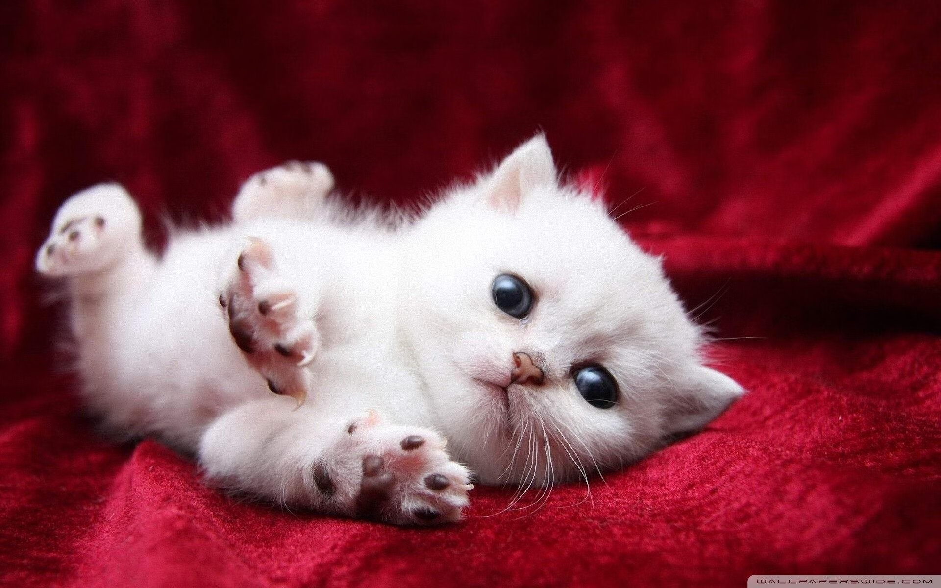 跨越命运的破晓，范戴克，那场改写叙事的关键制胜