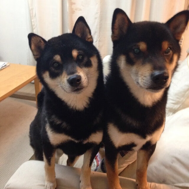 东方巨龙撼金州!恩比德50+20+7封盖,攻防一体打服勇士