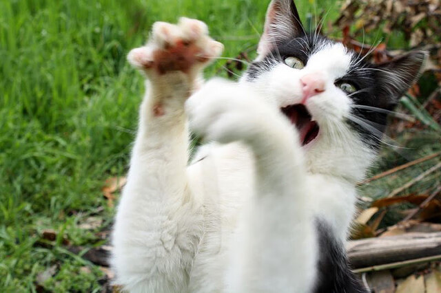 命运的暴击,当托尼的利刃划破南美足球的傲慢天空