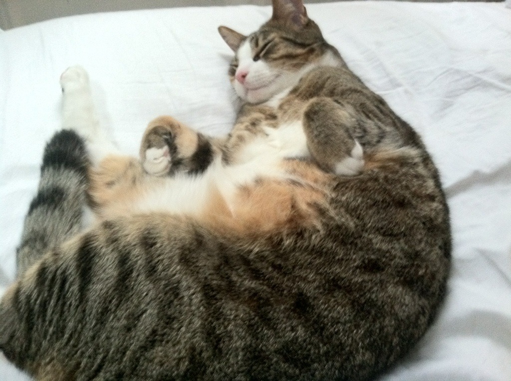 森林狼稳健胜活塞，杰伦格林生死战主宰西决—篮球之夜的巅峰对决