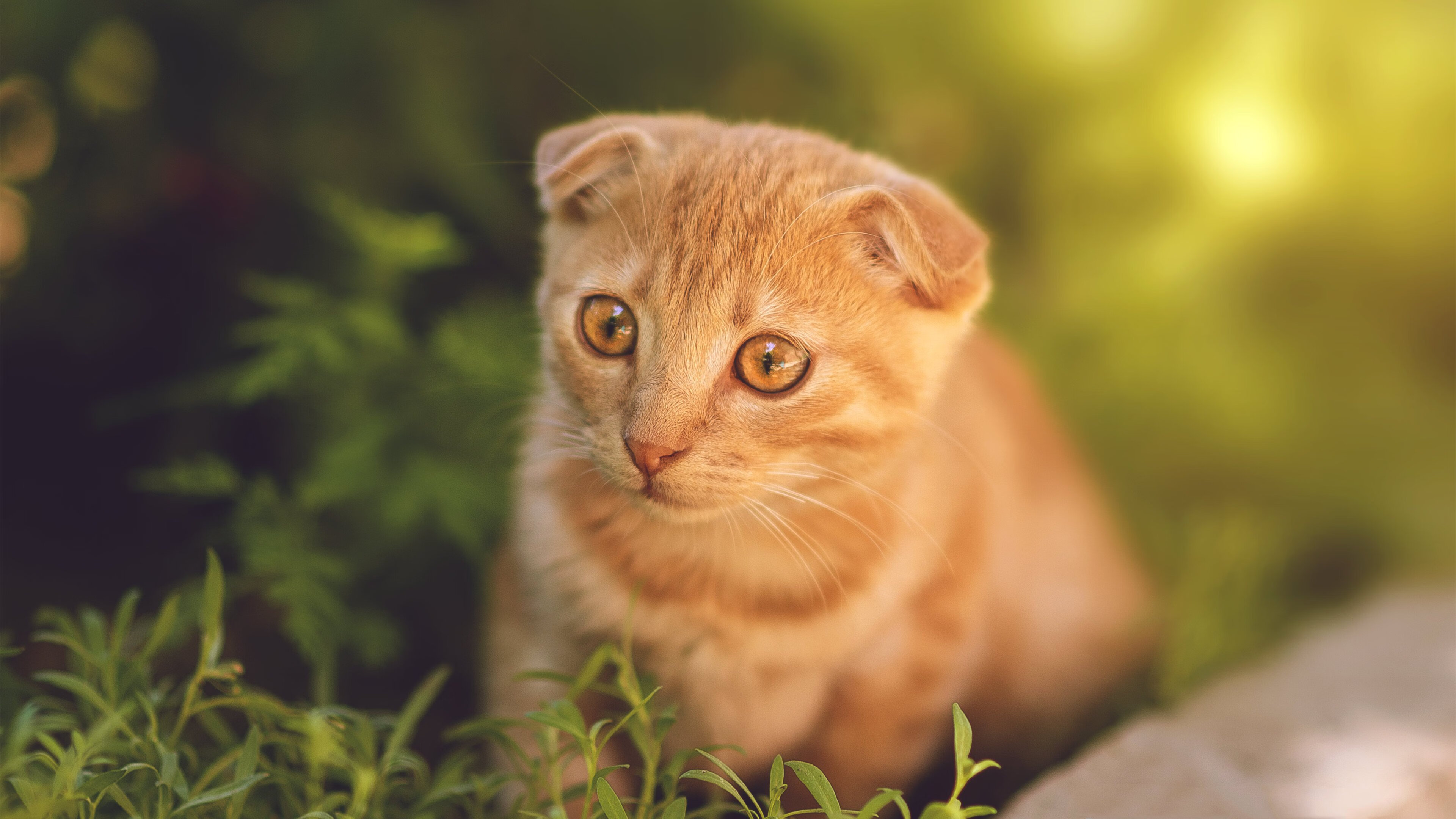 当萨拉赫敲响平行时空的门,墨克之战与不存在的绝杀