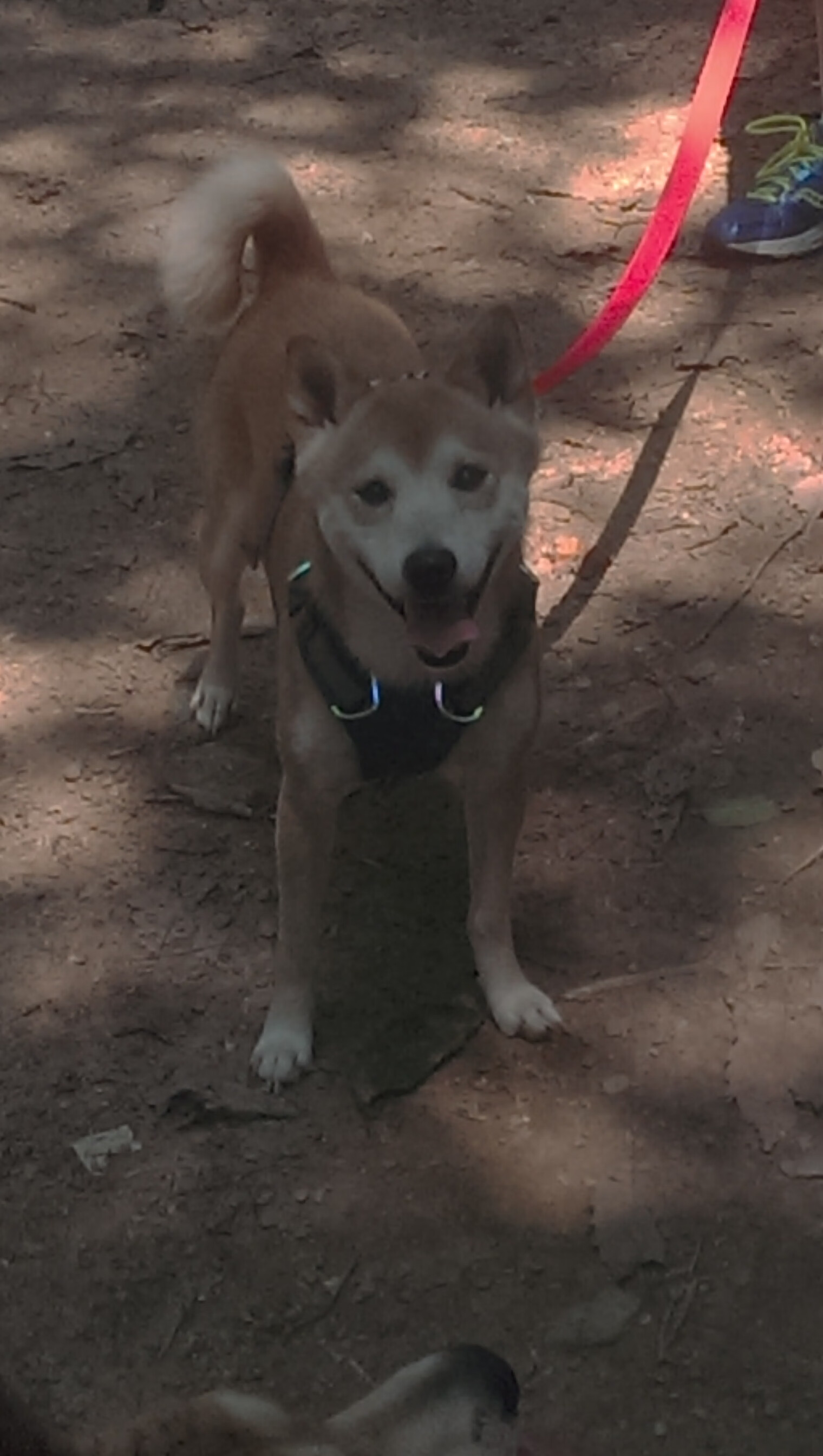 金靴凯恩导演逆转奇迹,瑞士生死时刻的戏剧性救赎