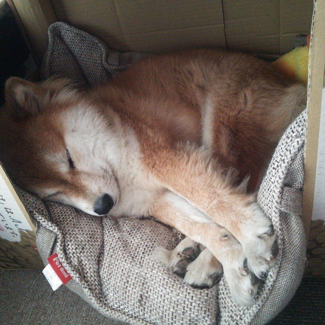 爱游戏体育-锡安末节超神接管，独行侠跨界争冠力克北京队迎新时代