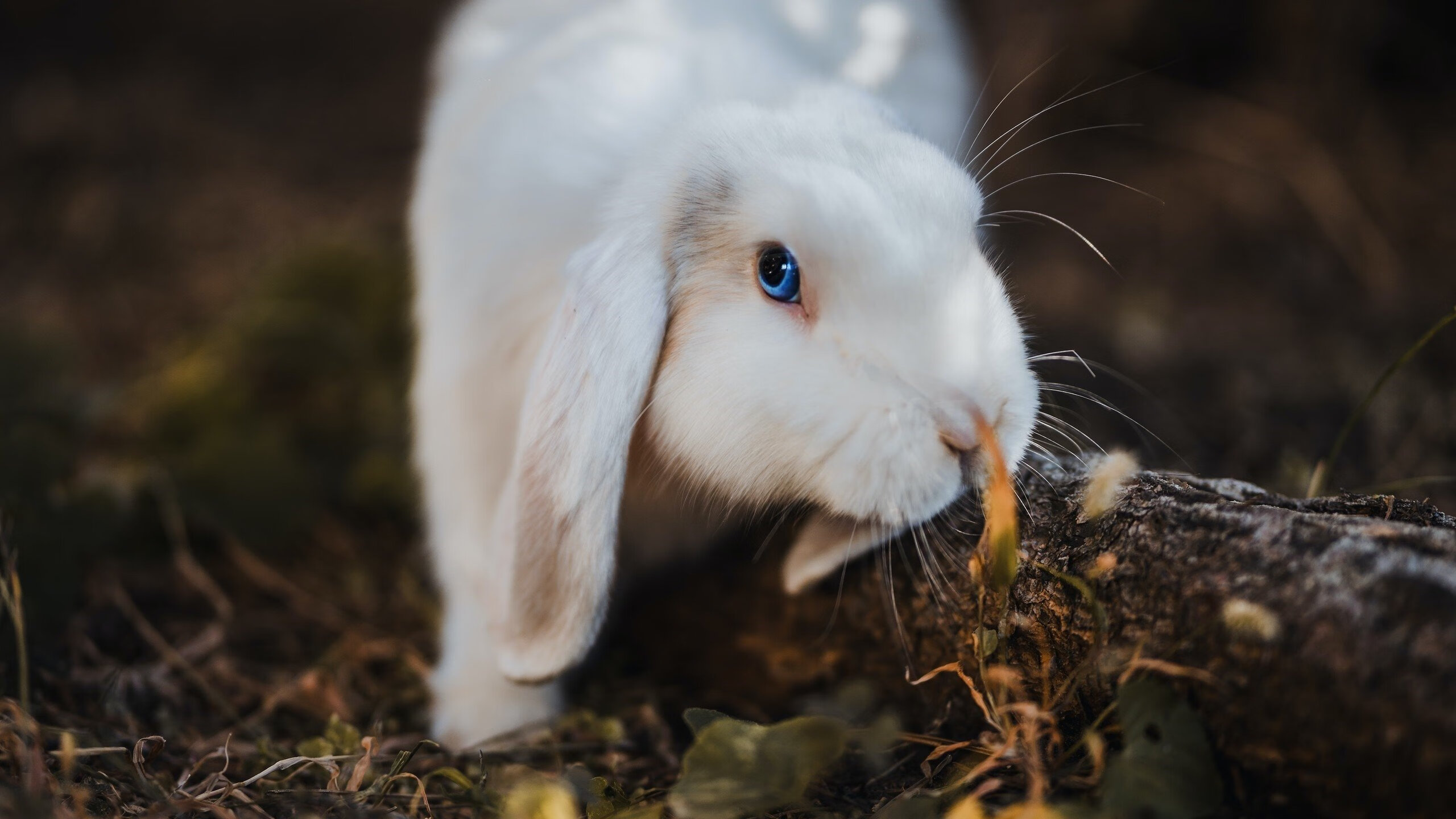 硝烟中的手术刀,切特冷血时刻与凯尔特人的血色胜利