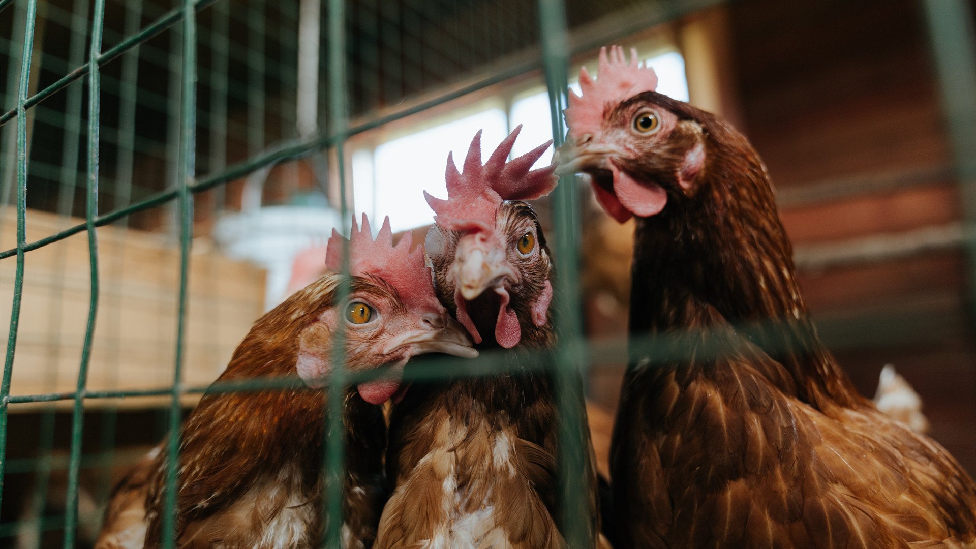 亚平宁的冷雨夜，魔笛绝响与新王加冕，姆巴佩一锤定音，罗马掀翻克罗地亚