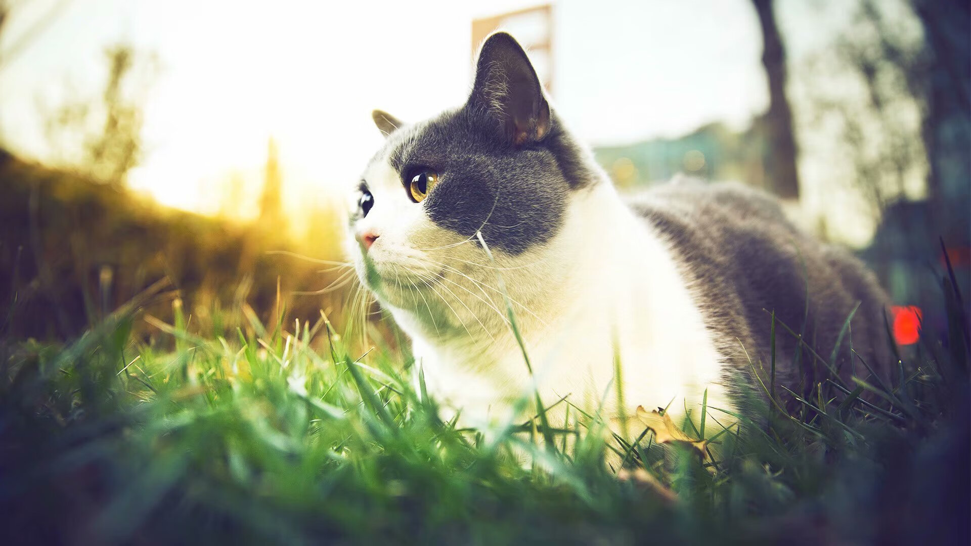 锁链之网与涅槃之火,当国王的防守封死黄蜂,塔图姆在重压下完成自我证明