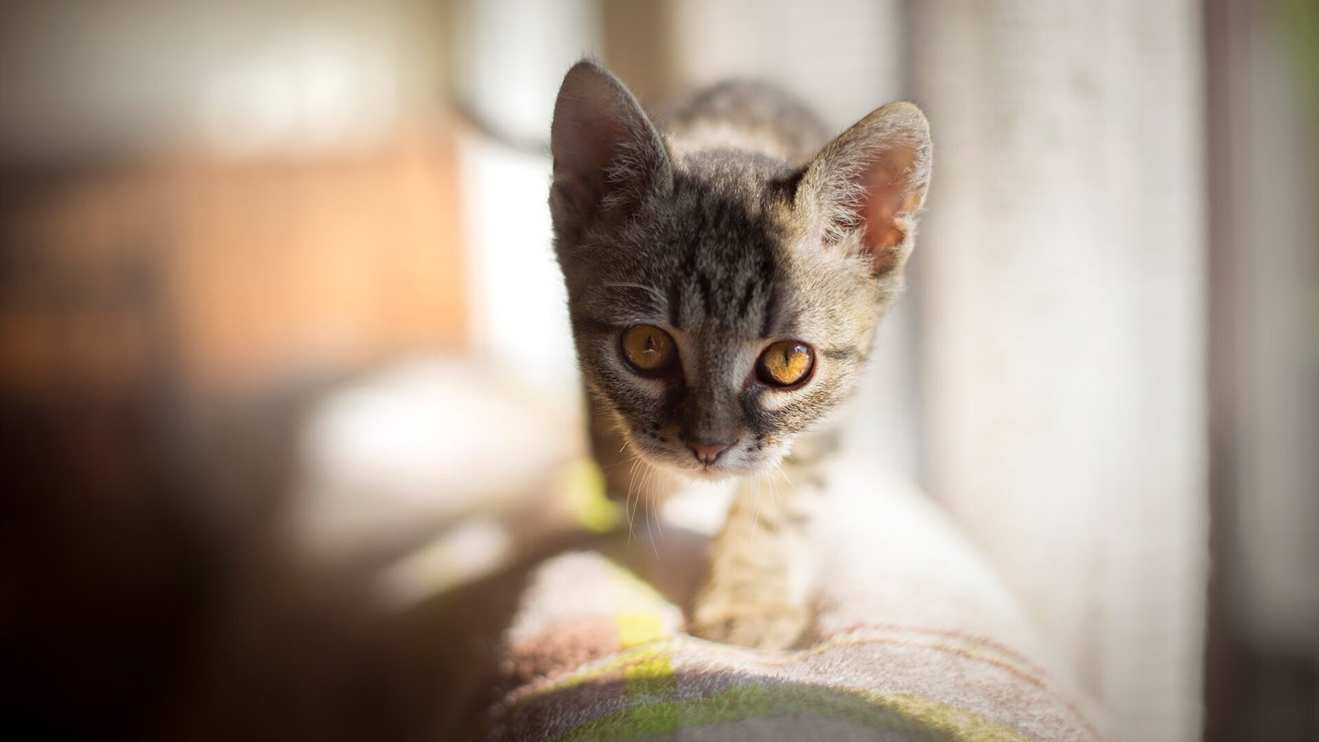 篮网踏平湖人，小贾伦的钢与铁铸就的现代诗