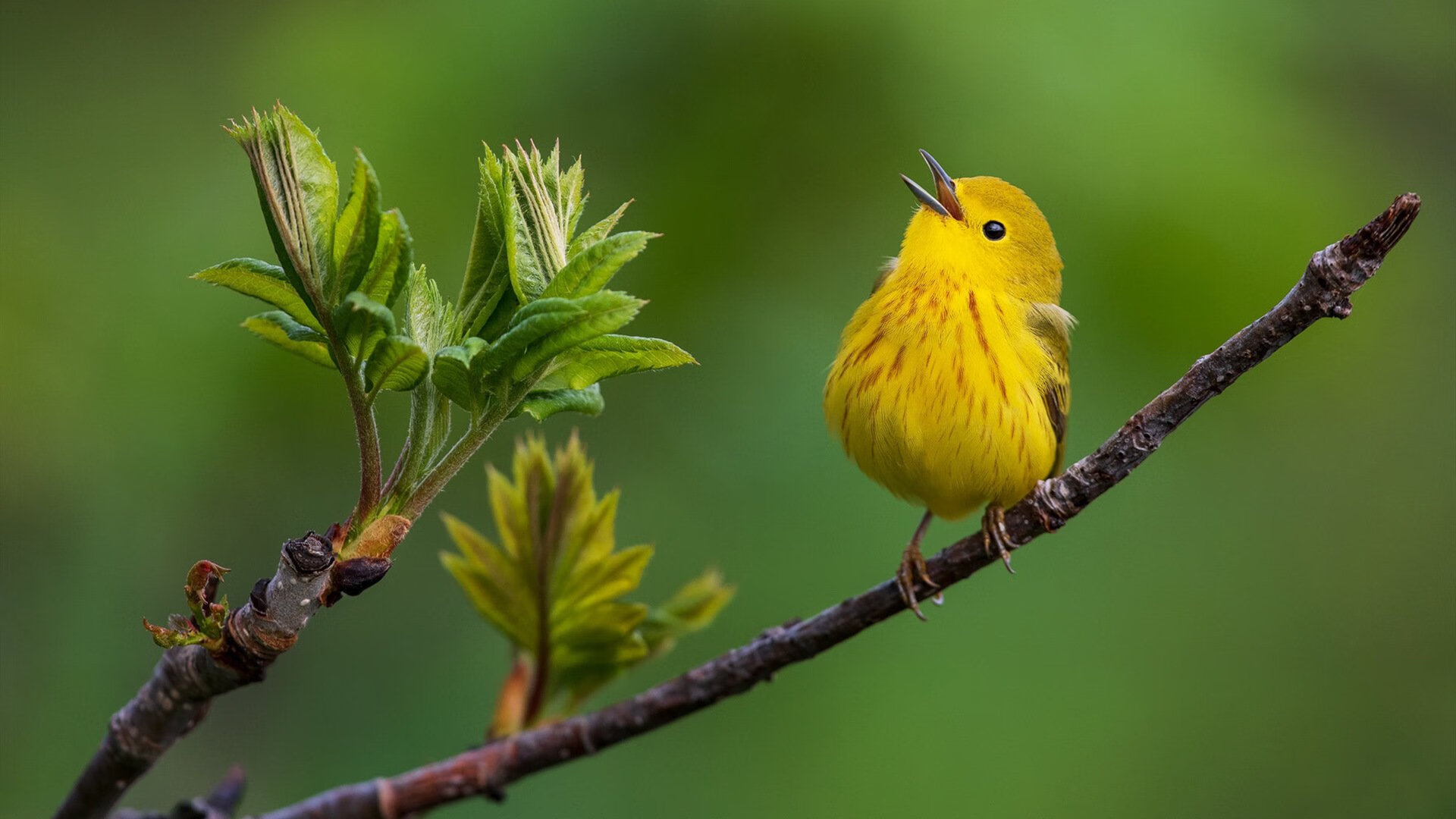 双重征服日,当托尼与切尔西同时展现统治力的终极形态
