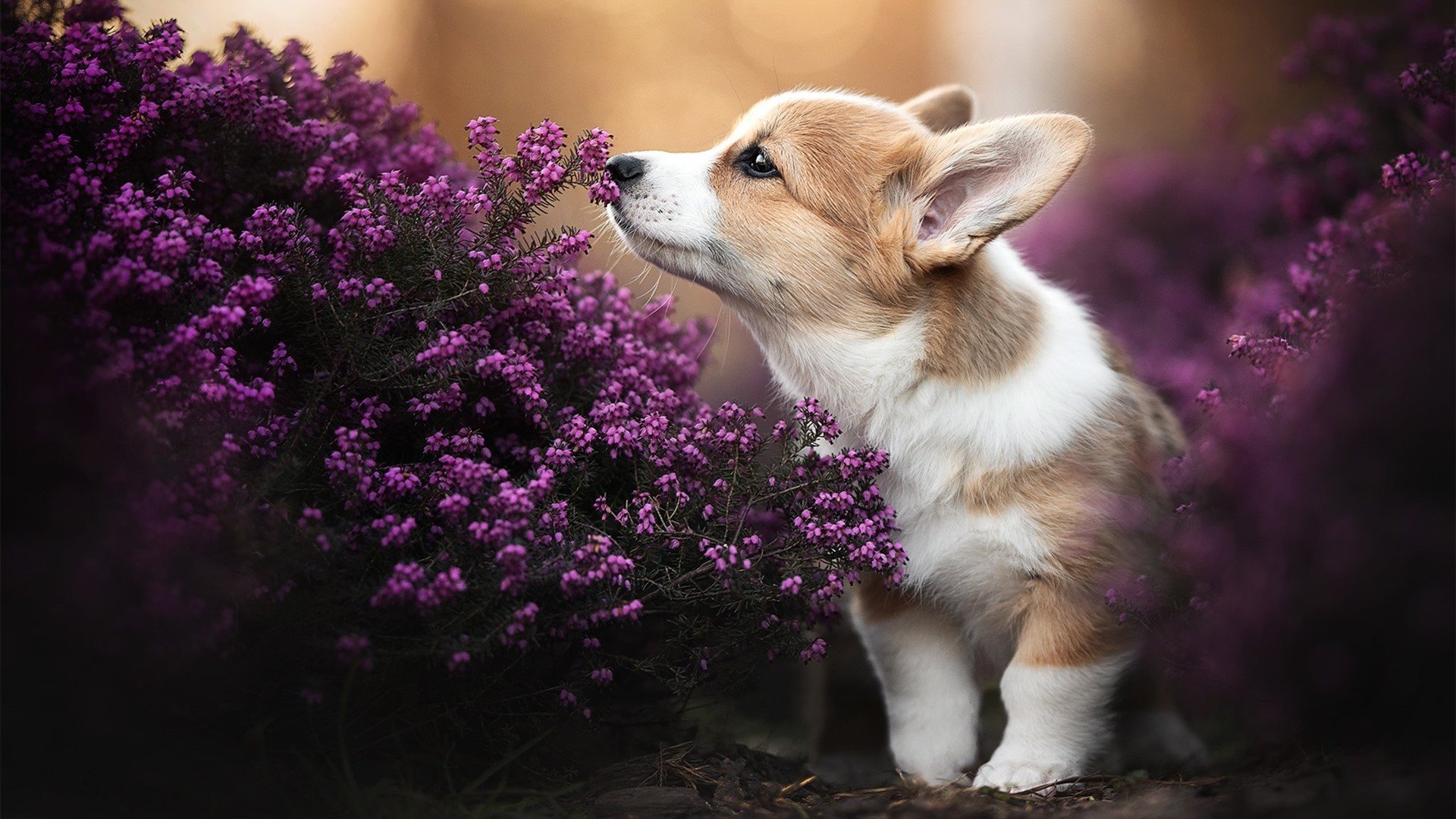 封锁与瓦解—卡瓦哈尔一役封神,皇家社会用铜墙铁壁将AC米兰钉上战术教科书