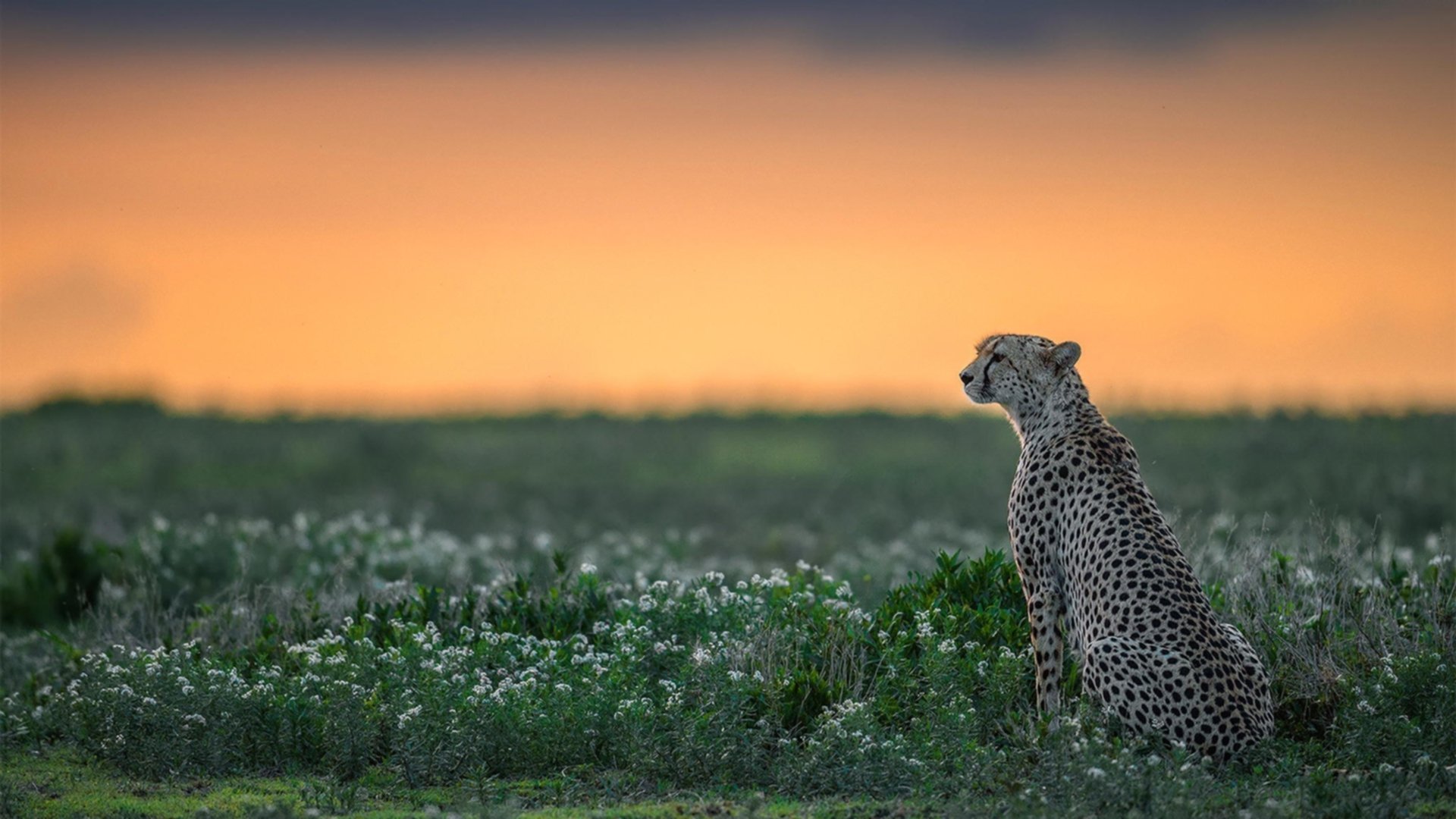 当约基奇在CBA爆发，新疆加时鏖战力克浙江