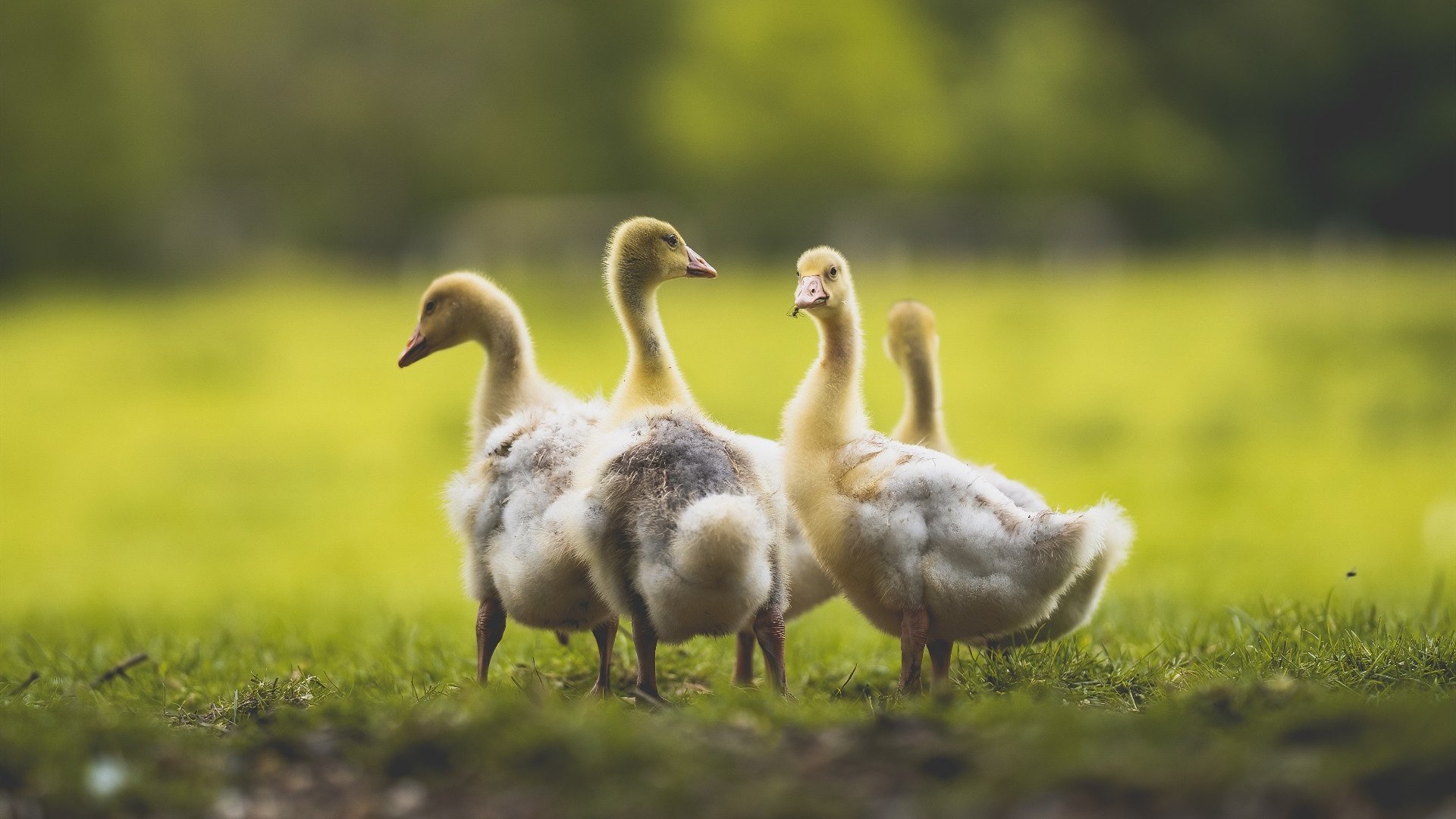 跨越大陆的双重奏,当安哥拉粉碎神话,帕尔默在NBA书写新篇