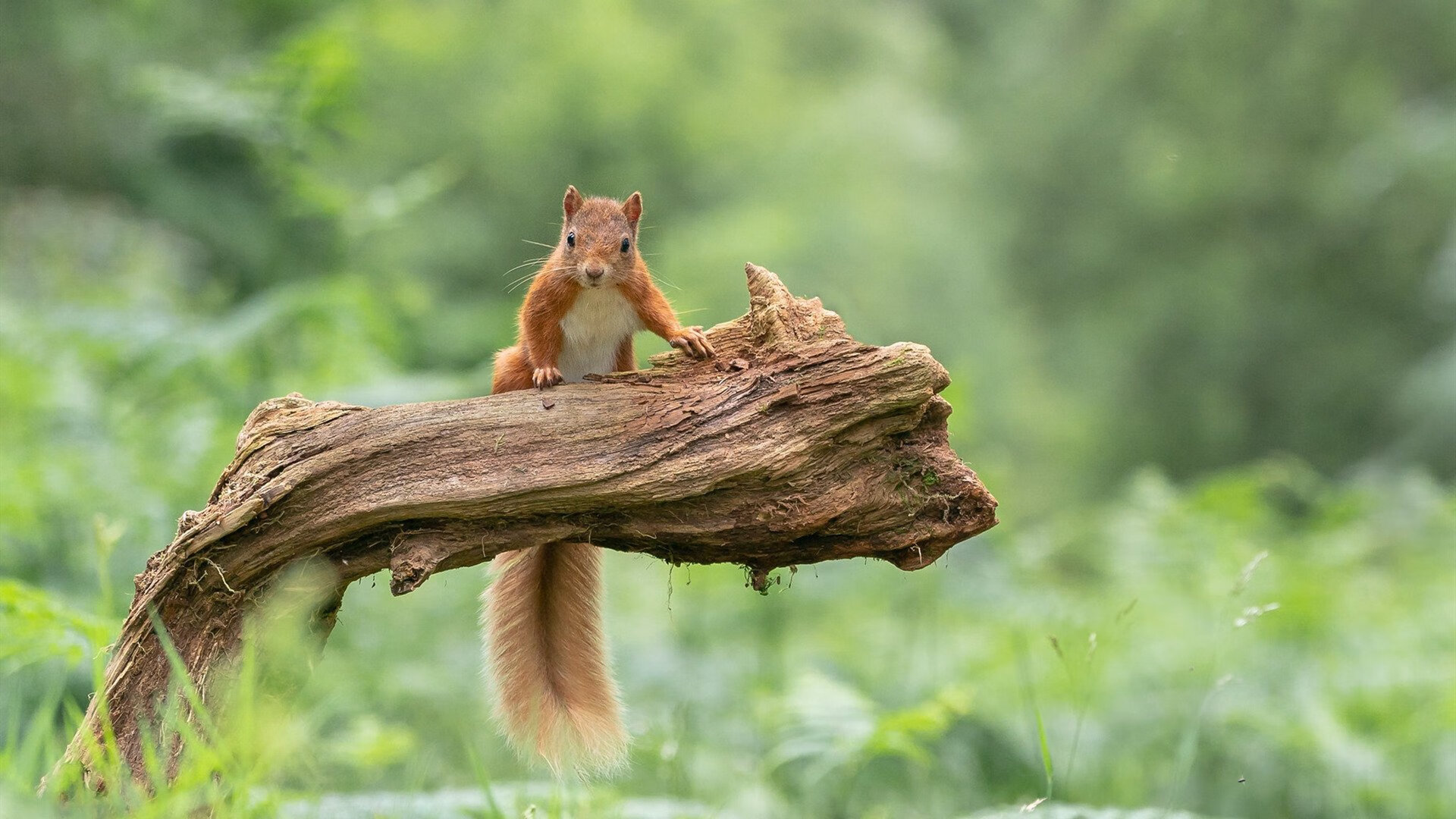 爱游戏入口-跨时空碰撞，当拜仁闪电战席卷西决生死战—一场颠覆想象的速度对决