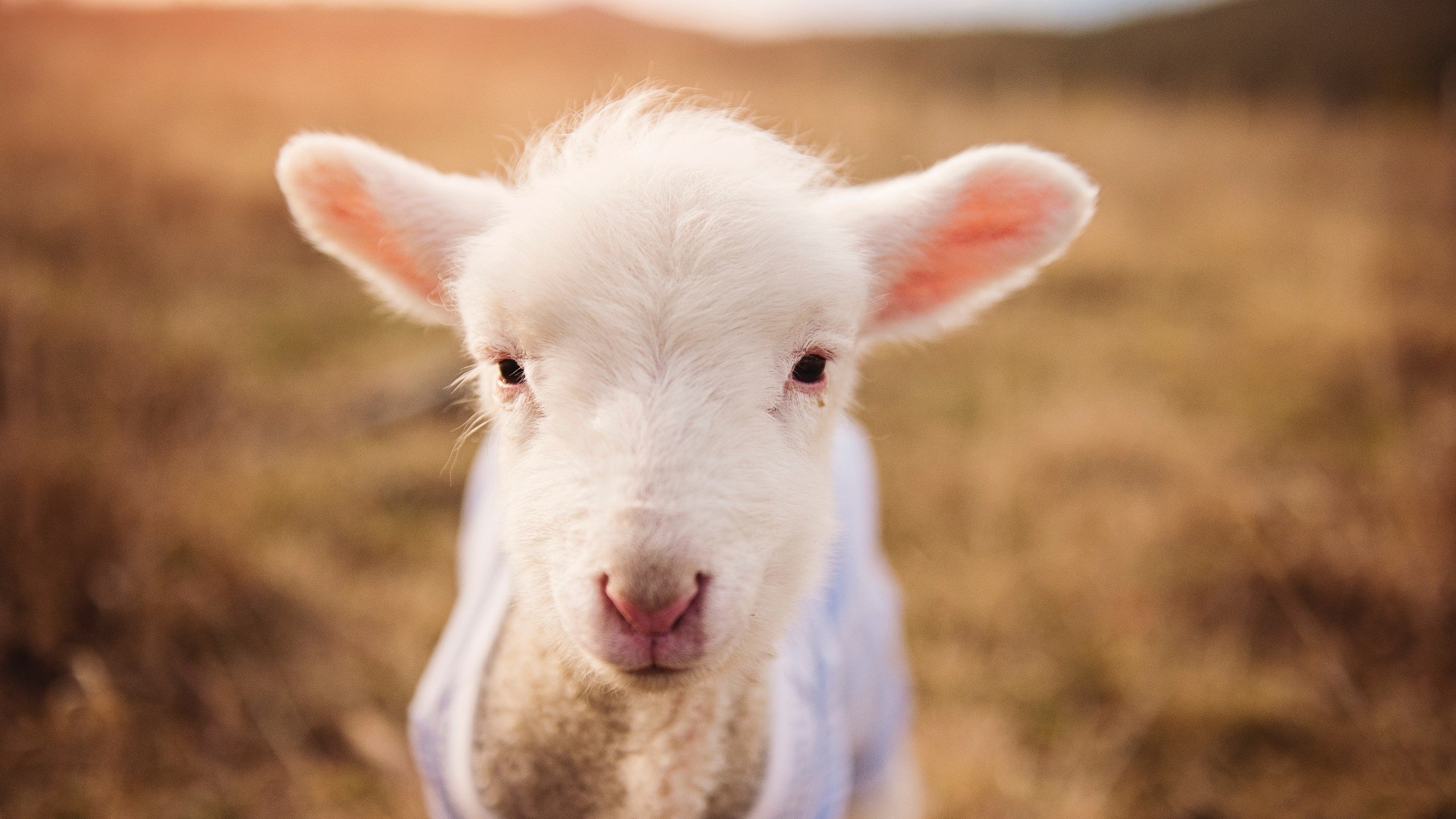三分雨在沙漠绽放，当鹈鹕力克马刺，篮球术语如何颠覆美加墨世界杯焦点战