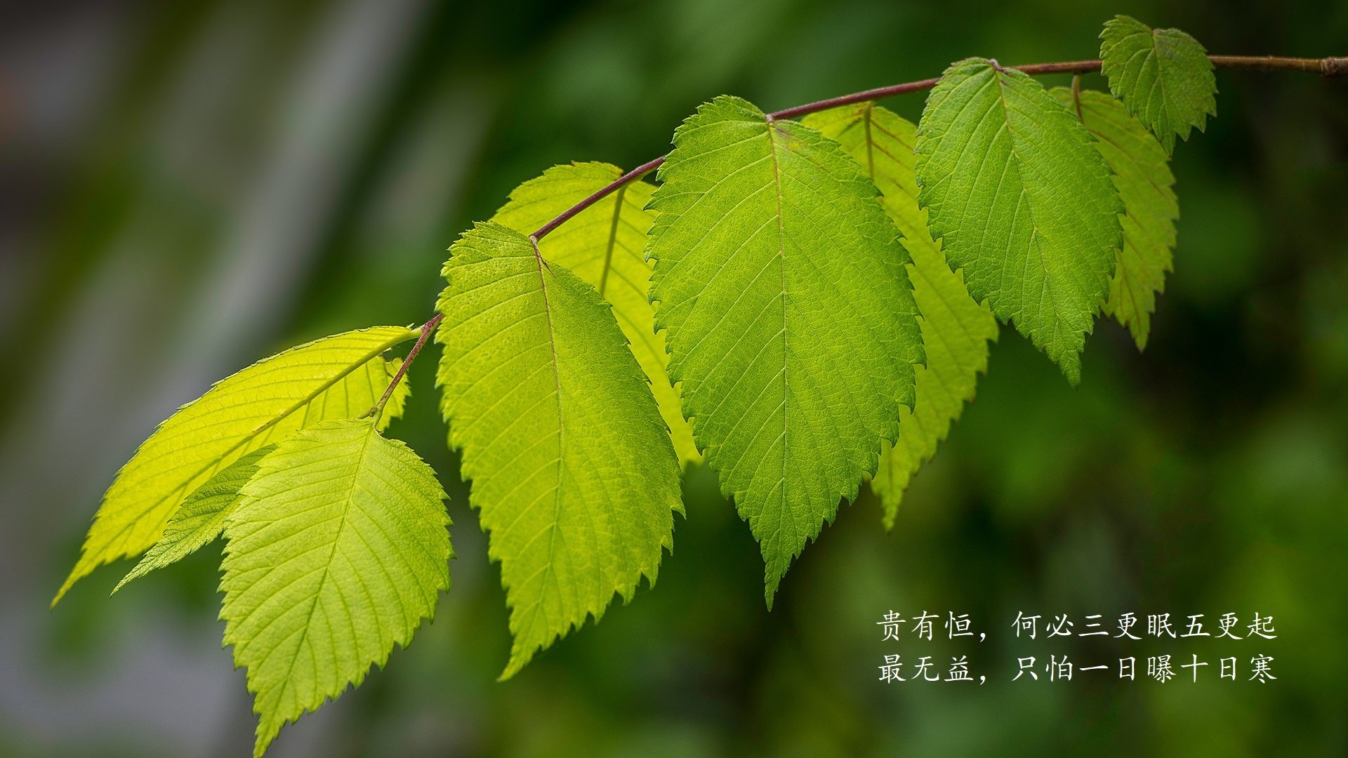 阿方索的速度风暴,2026世界杯四分之一决赛,美国用节奏碾压荷兰